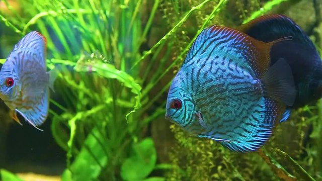 Closeup of beautiful bright blue colorful healthy discus fish swimming in aquarium water. Real time full hd video footage.