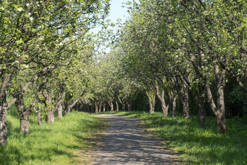 Obraz premium Beautiful Spring Alley in Park