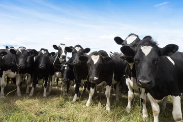 Foto auf Acrylglas Kuh Kuh auf der Weide am sonnigen Tag