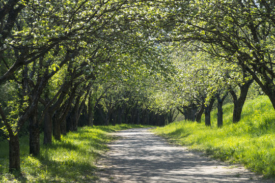 Beautiful Spring Alley in Park