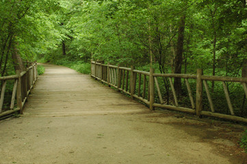 Obraz premium A TRAIL IN THE PARK