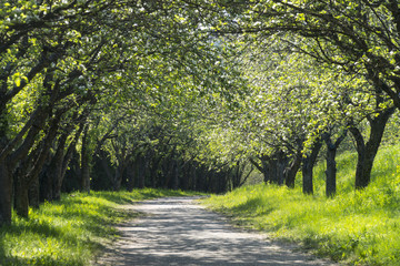 Fototapeta premium Beautiful Spring Alley in Park
