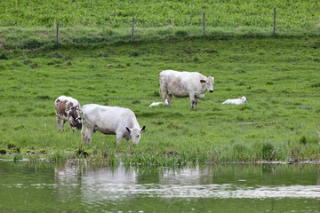 Dairy cows grazing