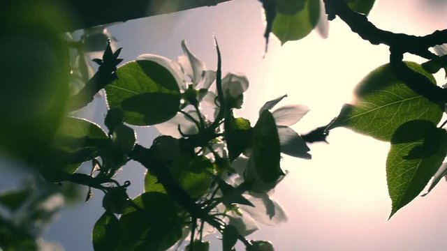 Panoramic view with moving sun stars and colorful lens flare through pear flowers and leaves against blue sky background. Beautiful nature sunlit scene with blooming tree in slow motion.
