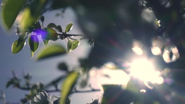 Sun rays through pear tree leaves with lens flare in slow motion at sunset.

