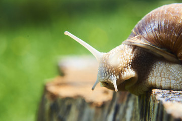 A common garden snail climbing on a stump. Snail balancing on the edge of the old stump.