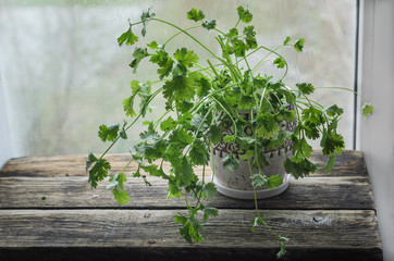 Fresh coriander in a ceramic pot