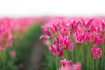 Pink flowering tulips