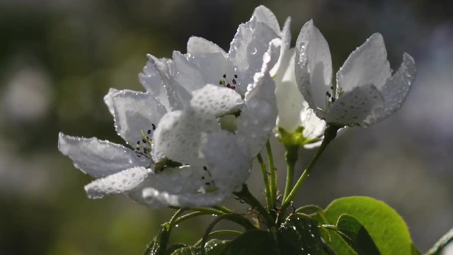 Pear flowers with drops of water trembling on the wind in slow motion.
