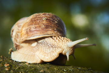 Burgundy snail (Helix, Roman snail, edible snail, escargot) crawling on its old wood.