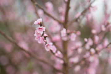 Fototapeta premium Pink Cherry Blossom Flowers Blooming 