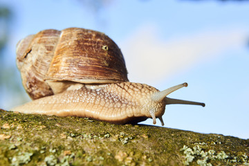 Burgundy snail (Helix, Roman snail, edible snail, escargot) crawling on its old wood.