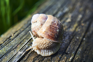 Burgundy snail (Helix, Roman snail, edible snail, escargot) crawling on its old wood.