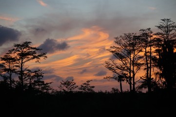 Fototapeta na wymiar sunset silhouette in the cypress swamp