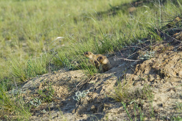 Детеныши сурка