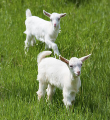 Obraz premium Keçiler