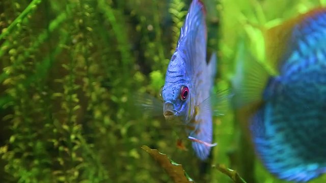 Closeup of beautiful bright blue colorful healthy discus fish swimming in aquarium water. Real time full hd video footage.