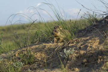 Детеныши сурка