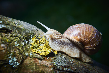 Burgundy snail (Helix, Roman snail, edible snail, escargot) crawling on its old wood.
