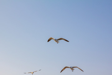 seagulls fly on sky 