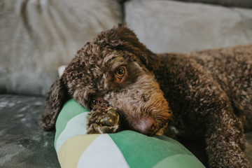 Brown Spanish Water Dog with lovely faces and big brown eyes lying on the sofa. Indoor portrait