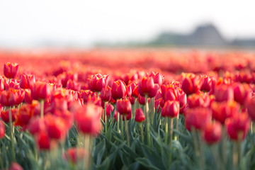 Beautiful field of red tulips at a sunset