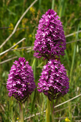 Three wild Pyramidal Orchid plants - Anacamptis pyramidalis