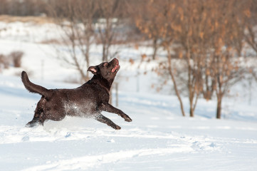 Running happy brown labrador in winter