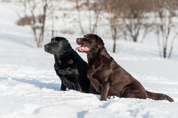 Two labradors (black and brown) sitting in winter