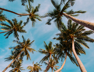 Obraz na płótnie Canvas summer concept,coconut palm tree with sky for summer and the beach concept background, coconut tree with sky at Koh Tao,Thailand,vintage tone