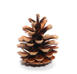 Pine cones isolated on white background