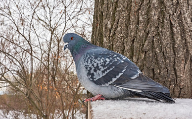 Portrait of a dove/Winter. Portrait of a dove on the background of a tree trunk. The dove stands on the snow.