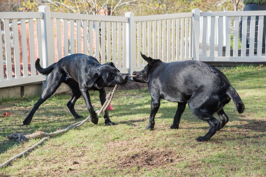 Labradorer som leker