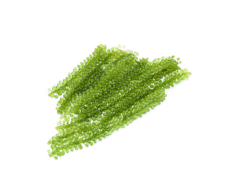 Umi-budou, grapes seaweed or green caviar
