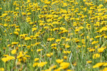 Dandelion meadow in the spring