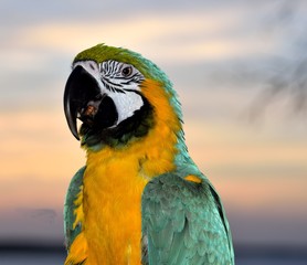 Colorful Macaw Parrot Profile