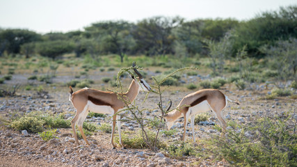Springboks