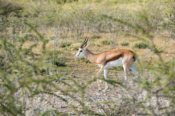 Springbok