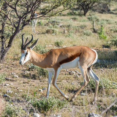 Springbok