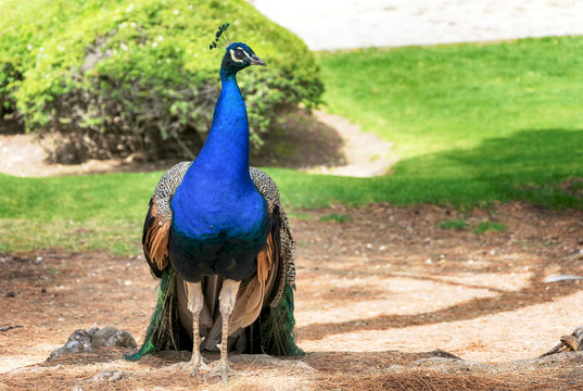 Pavo real