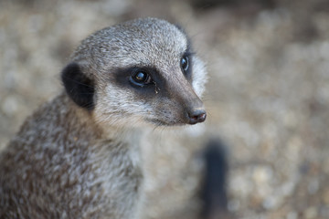 Meerkatt Angled