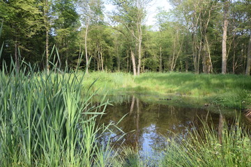 Waldsee