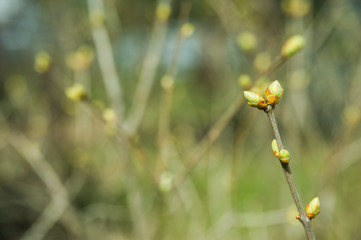 Spring background. Blossoming buds of plants in gently green tones
