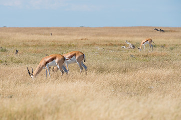 A group of Springboks