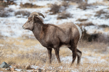 Fototapeta premium Colorado Rocky Mountain Bighorn Sheep