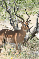 Black-faced impala