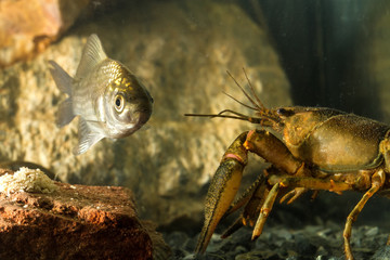 Eastern crayfish and Prussian carp fish
