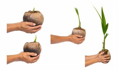 seedling of coconut tree isolate