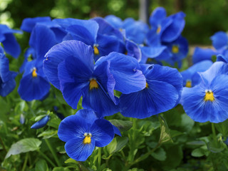 Blue pansy flowers on ground with green 