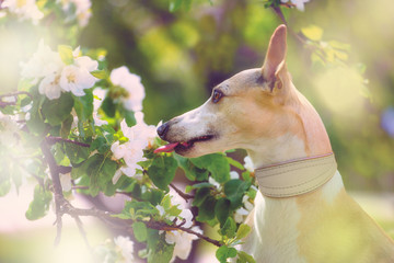 Portrait of little hunter dog in bright green and spring blossom